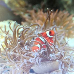 Meet your Posher, James scott